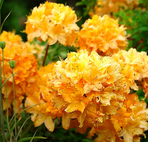 Рододендрон желтый (азалия) 'Голден Лайтс' (желтый)