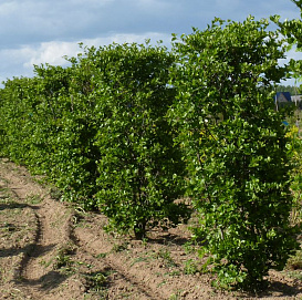 Боярышник сливолистный