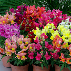 Антирринум компактный (Львиный зев) 'Монтего' микс