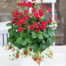 Земляника садовая ампельная 'Саммер Бриз Роуз' (кашпо)