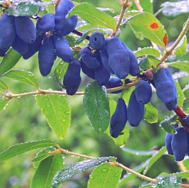 Жимолость съедобная 'Соловей'
