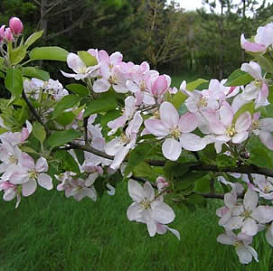 Яблоня домашняя