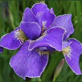 Ирис сибирский 'Эвер Эгейн'