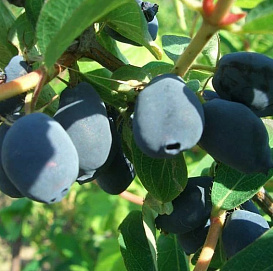 Жимолость съедобная 'Морена'