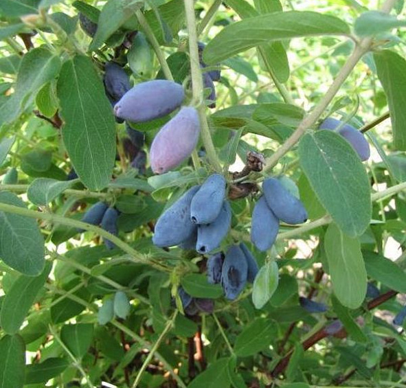 Жимолость съедобная 'Лакомка'