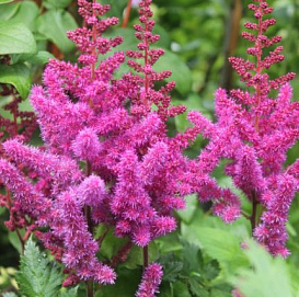 Астильба китайская