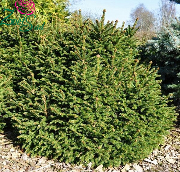 Ель обыкновенная 'Охлендорфи'