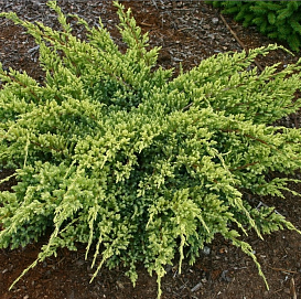 Можжевельник чешуйчатый 'Дрим Джой'_