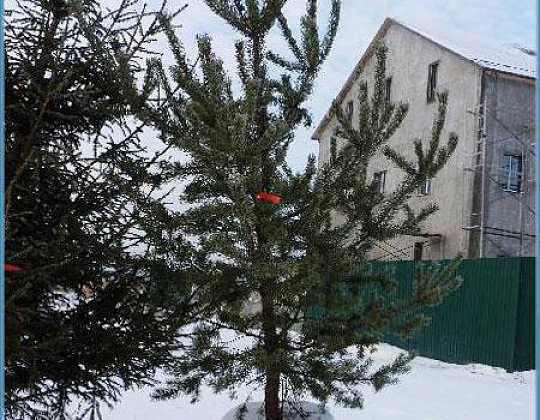 Фотоальбом Хвойные деревья с комом для зимней посадки. Ель, сосна. Фотография 14