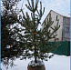 Фотоальбом Хвойные деревья с комом для зимней посадки. Ель, сосна. Фотография 14