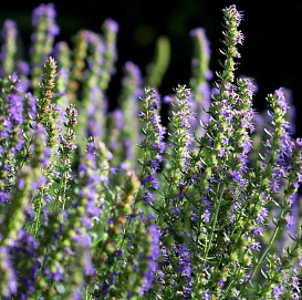 Иссоп лекарственный 'Нектар Блю'