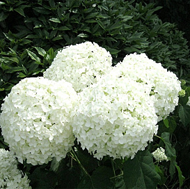 Гортензия древовидная 'Стронг Аннабель'