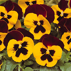 Виола Виттрока 'Матрикс Ред Винг' (желто - красная с темным глазком)