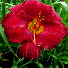 Лилейник гибридный 'Чикаго апач'