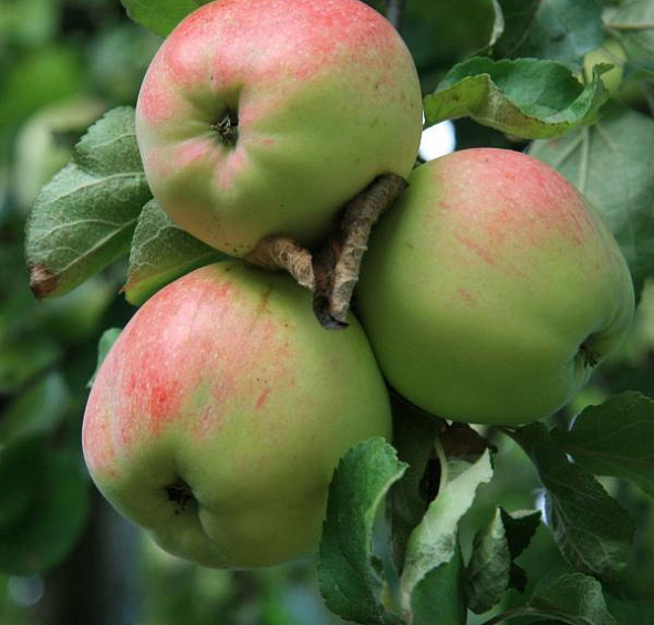 Яблоня домашняя 'Антоновка десертная'