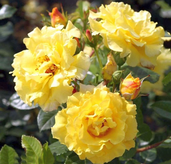 Роза Лихткёнигин Лючия (Lichtkönigin Lucia)