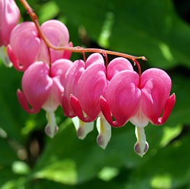 Дицентра великолепная