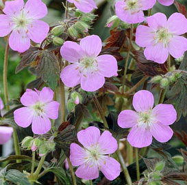 Герань пятнистая 'Эспрессо