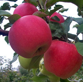 Яблоня домашняя 'Дельбар Жубиле' ('Юбилейное Дельбара')