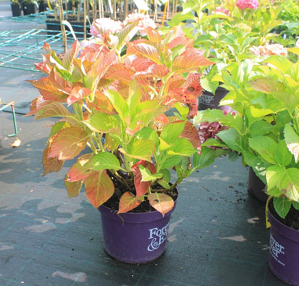 Гортензия крупнолистная 'Форевер энд Эвер'