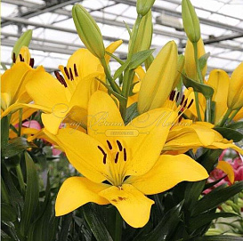 Лилия 'Лентелла' (желтая)