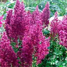 Сальвия дубравная (Шалфей) 'Швелленбург'