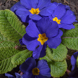 Примула обыкновенная (первоцветная) (голубая)