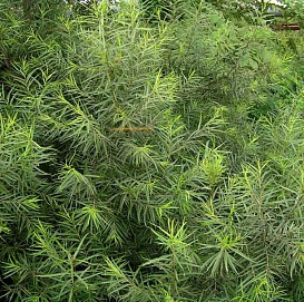 Ива 'Шверина улучшенная'