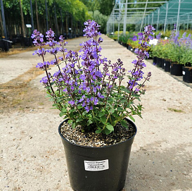 Котовник Фассена 'Лайт Блю'																												