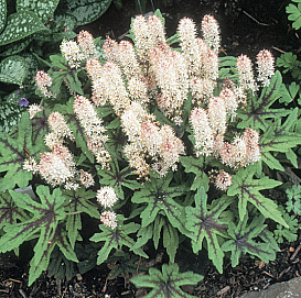 Тиарелла сердцелистная