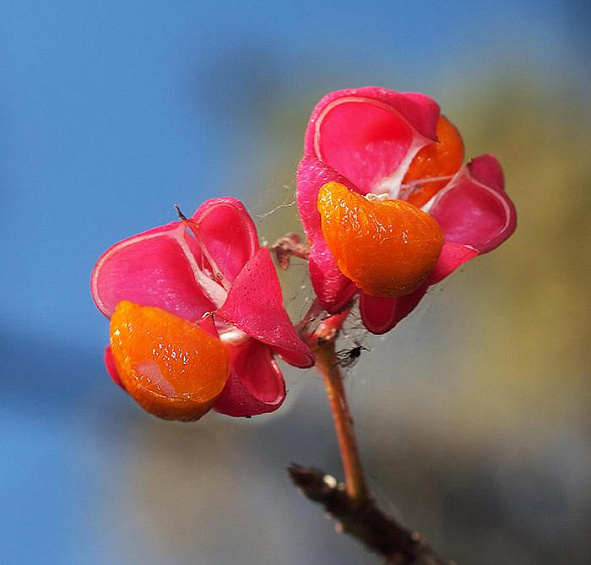 Бересклет европейский