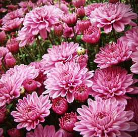 Хризантема розовая