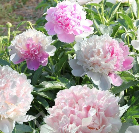 Пион молочноцветковый 'Мистер Эд' (розовый с белым)