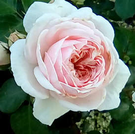 Роза 'Синдерелла' (шраб) (бледно-розовая)