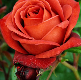 Роза 'Терракота' (чайно-гибридная)(терракотовый)