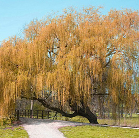 Ива золотистоволосистая (желтокорая) 'Крисокома'