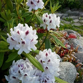 Рододендрон гибридный 'Питер Тигерштедт'