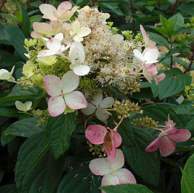 Гортензия метельчатая 'Ангел Блаш'