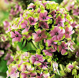 Флокс метельчатый 'Щербет Блэнд'