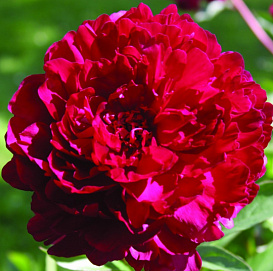 Пион молочноцветковый 'Филипп Ривуар' (малиновый)