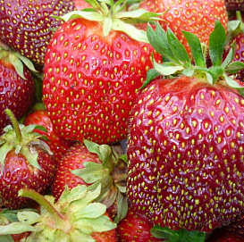 Земляника (клубника) 'Царица'