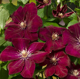 Клематис 'Руж Кардинал'