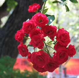 Роза 'Скарлет Мейдиланд' (шраб) (вишнево - красная)