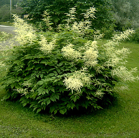 Волжанка лесная