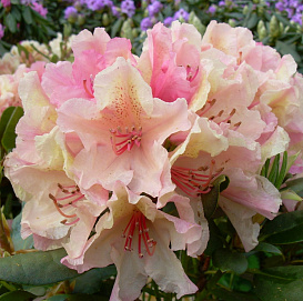 Рододендрон гибридный (азалия) 'Бразилия' (кремовый)