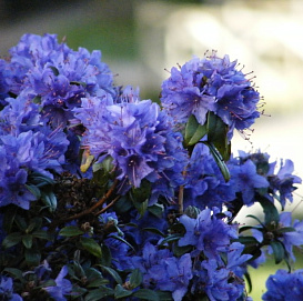 Рододендрон плотный 'Гриштеде' (синий)