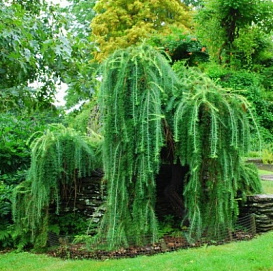 Лиственница европейская 'Пендула'