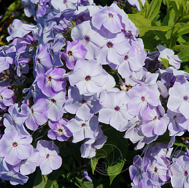 Флокс метельчатый 'Сиреневый Туман'