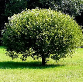 Ива ломкая