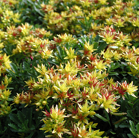 Седум цветоносный (Очиток)